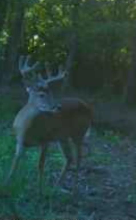 61.32 acres County Road 3417 - Photo 5