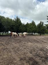 TBD Palmyra Road - Photo 29