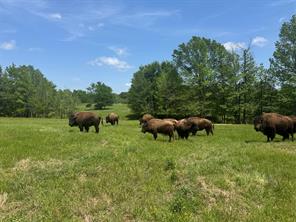 12403 FM 1975 - Photo 4