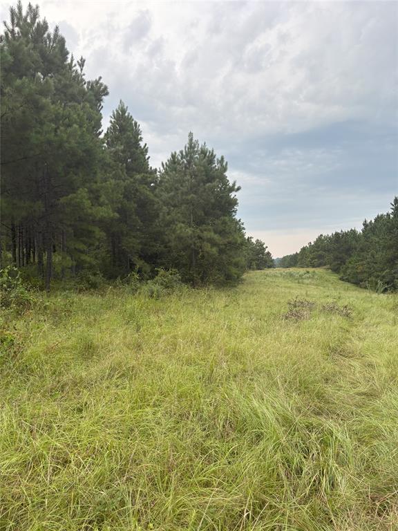 1388 County Road 1060 - Photo 1