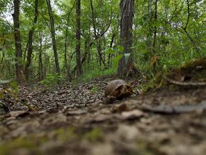 0016 CR 1915 - Photo 15