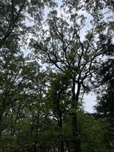 0016 CR 1915 - Photo 2