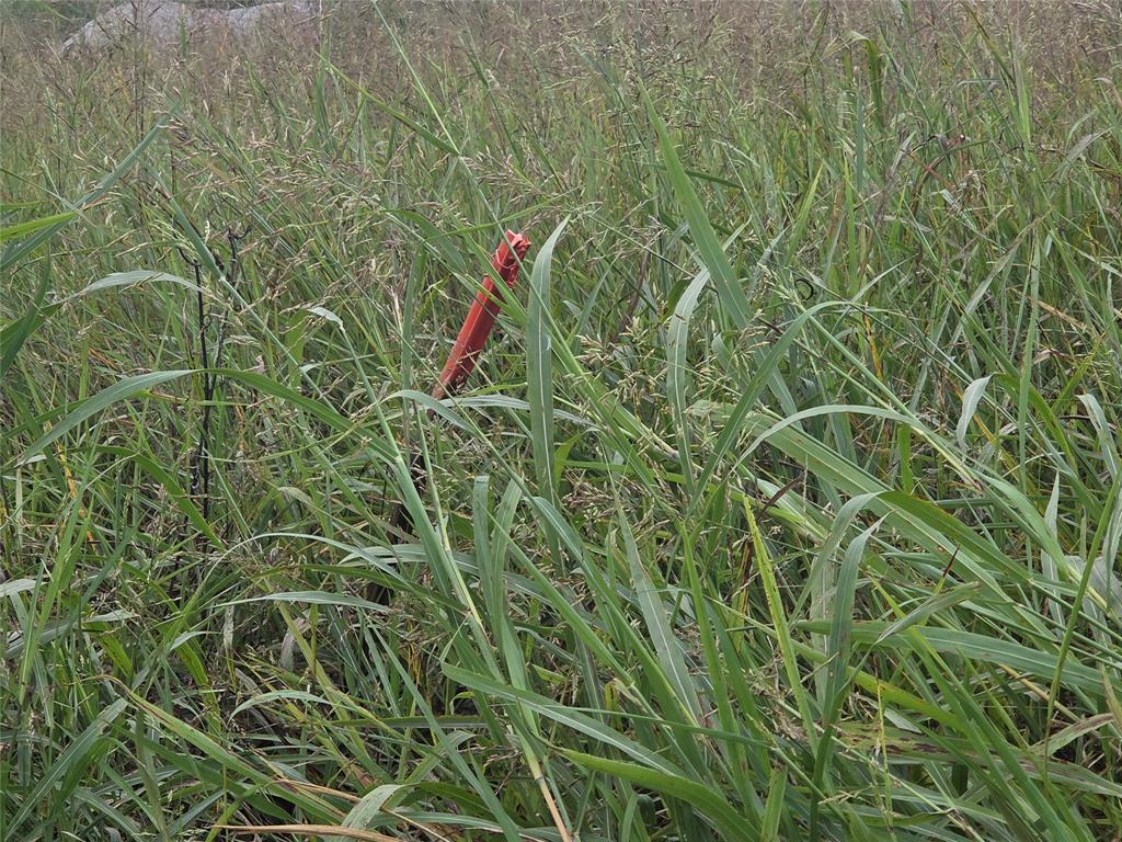 TBD County Road 3615 - Photo 5