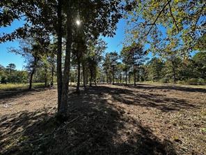 3142 Shadow Pine Drive - Photo 5