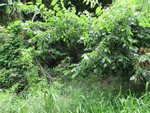 TBD ROBINSON Street - Photo 7