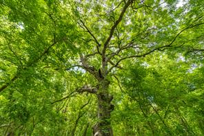 TBD Oak Tree - Photo 16