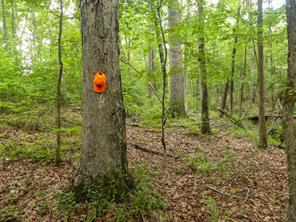 000 Avinger Cutoff Road - Photo 35
