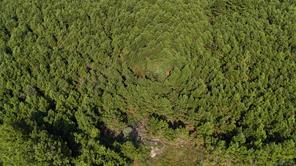 TBD County Road 3121 - Photo 4