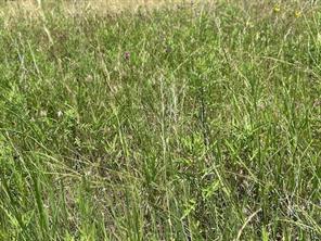 000 Tract 19, 165 County Road - Photo 5