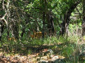18156 Hwy 281 N - Photo 9