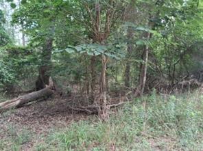 tbd Dogwood Drive - Photo 1