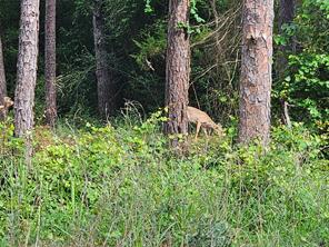 TBD Green Meadow Trail (Lot 140) - Photo 1