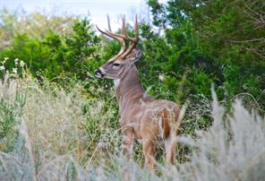 Lot 158 Canyon Wren - Photo 5