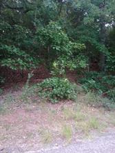 0000 Wildwood - Photo 1