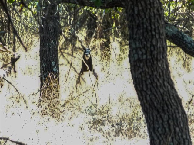 Photo 36