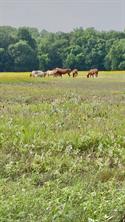 0000 Fm-2728 Road - Photo 5