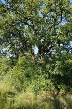 12641 Private Road 5104 - Photo 24
