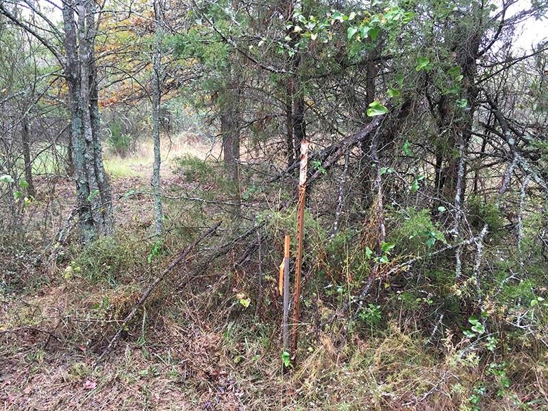 Rains County Rd #3150 - Photo 13