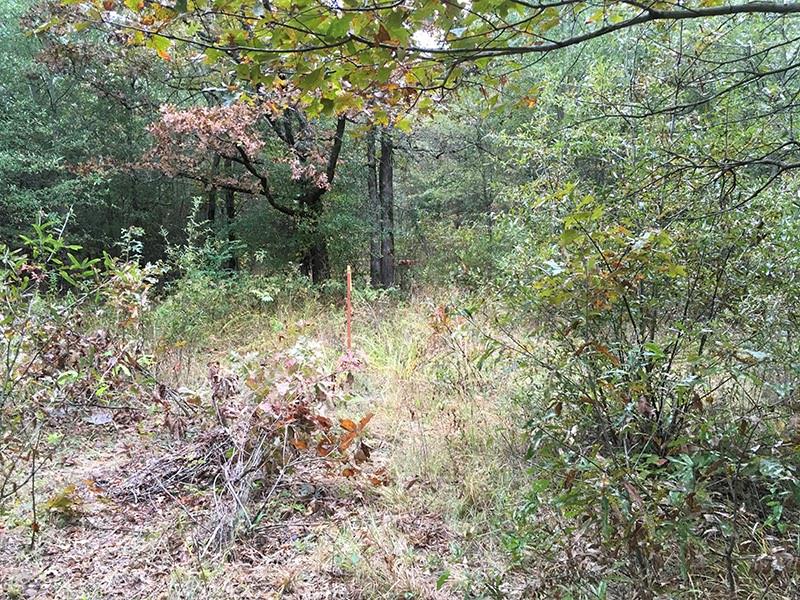 Rains County Rd #3150 - Photo 16