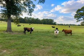 3219 County Road 1508 - Photo 22