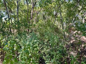 TBD Jasmine Lane Lane - Photo 9
