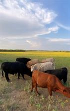 TBD 212 Acres CR 498 - Photo 12