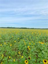 TBD 212 Acres CR 498 - Photo 21