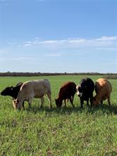 TBD 212 Acres CR 498 - Photo 29