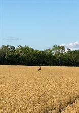 TBD 212 Acres CR 498 - Photo 38