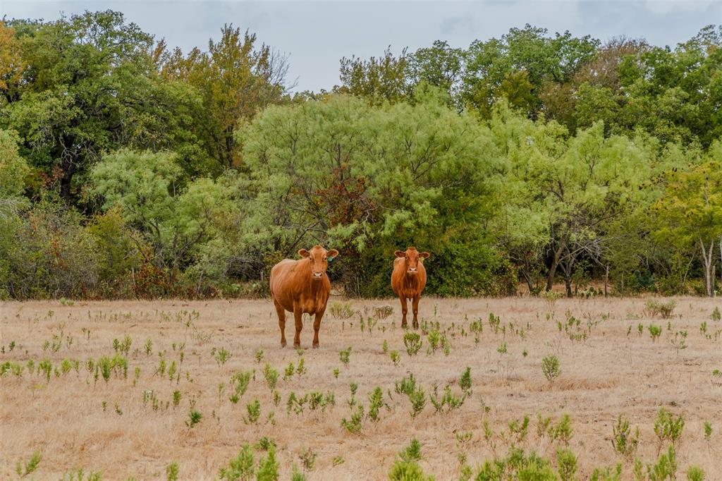 2531 Fm 2075 - Photo 7