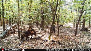 Tract 2 Prairie Grove Road - Photo 7