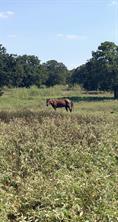 5908 County Road 608 - Photo 7