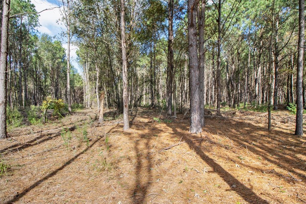 TBD Wolf Road - Photo 10