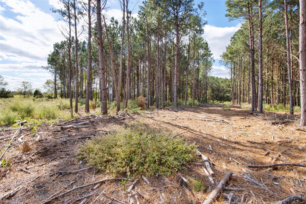 TBD Wolf Road - Photo 11
