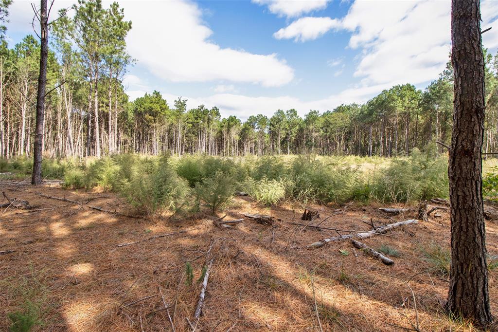 TBD Wolf Road - Photo 12