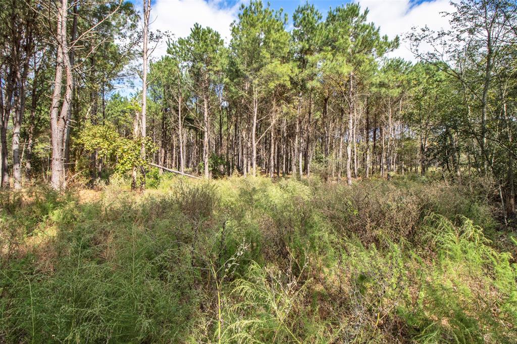 TBD Wolf Road - Photo 3
