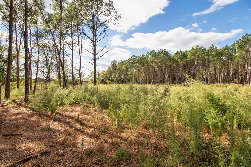 TBD Wolf Road - Photo 6