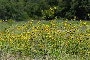 153 Acres FM 583 - Photo 38