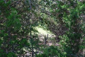 11030 Juniper Drive - Photo 2