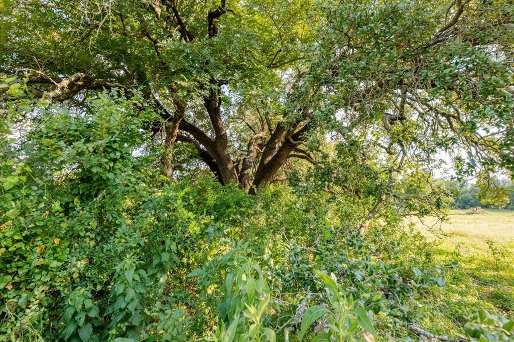 1251 County Road 360 - Photo 7