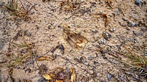 TBD Starkey Road - Photo 11